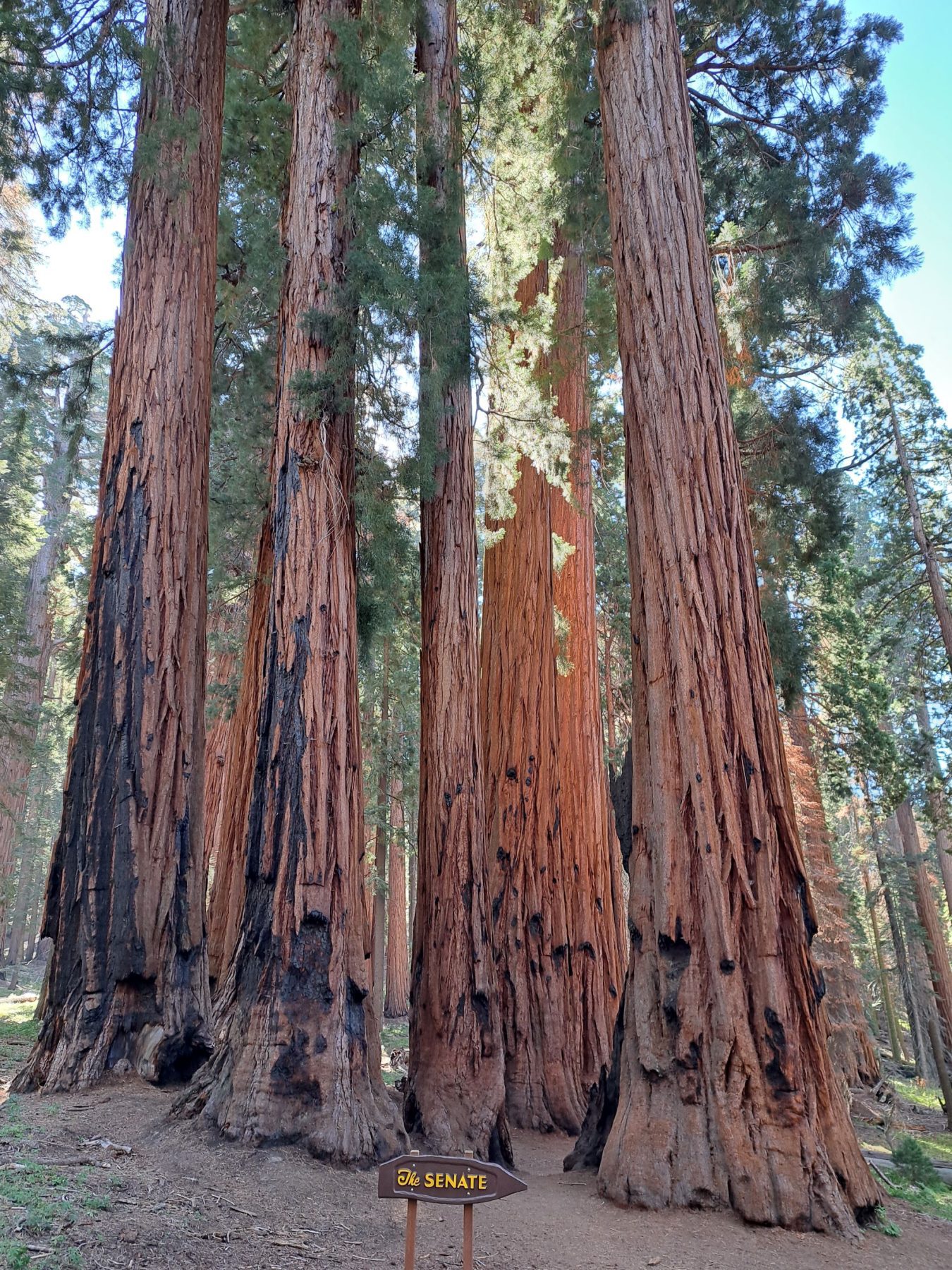 Een groep sequoia bomen bij elkaar genaamd The Senate