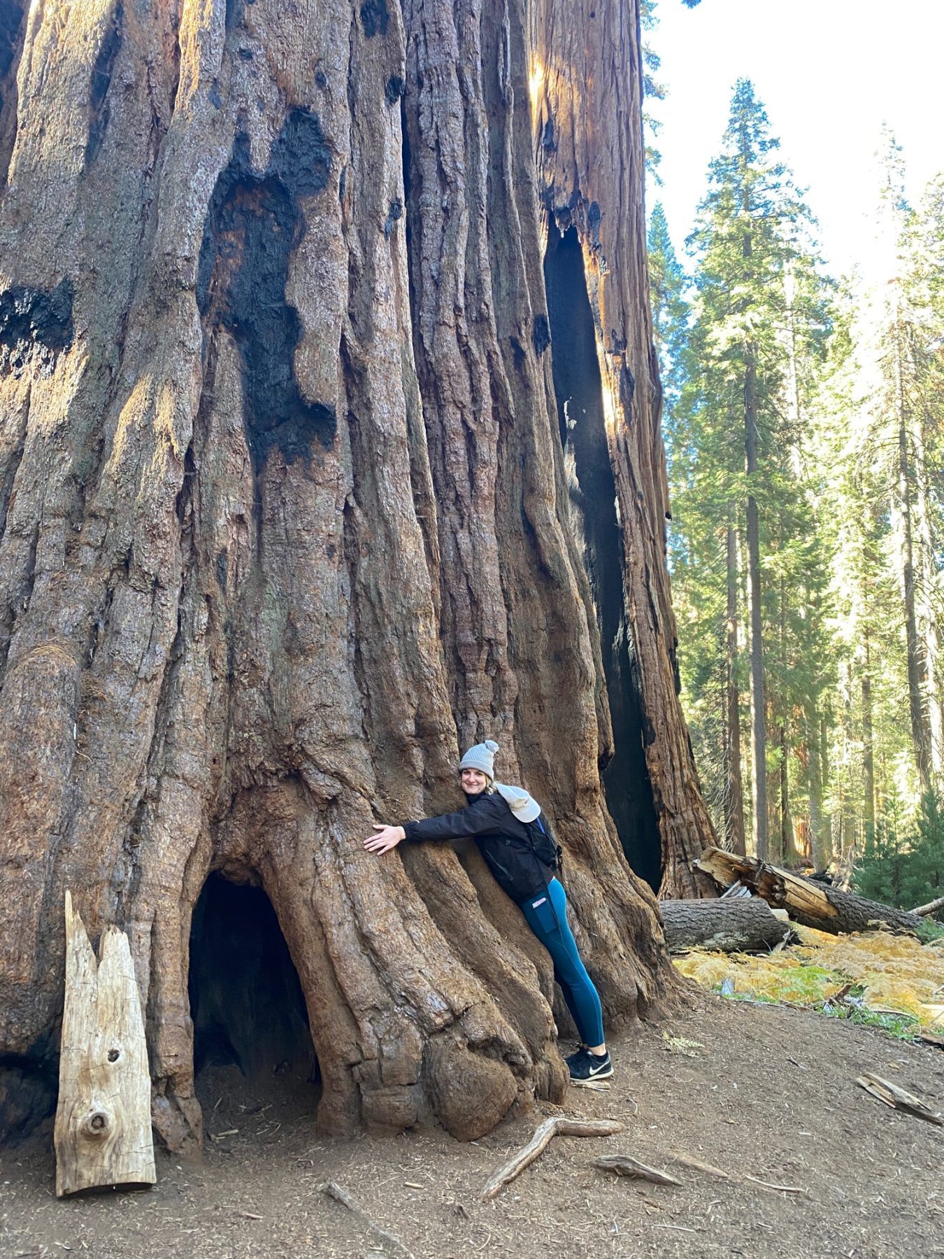Een vrouw vergeleken met een enorme Sequoia boom in Sequoia National Park