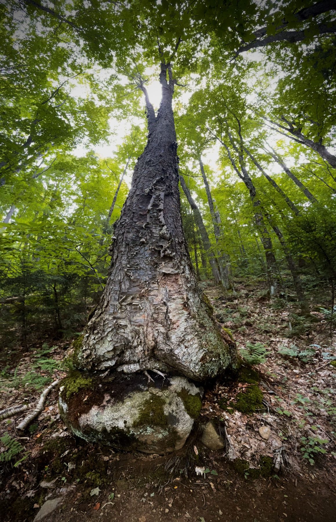 Zonlicht valt door de bomen, Adirondacks, New York