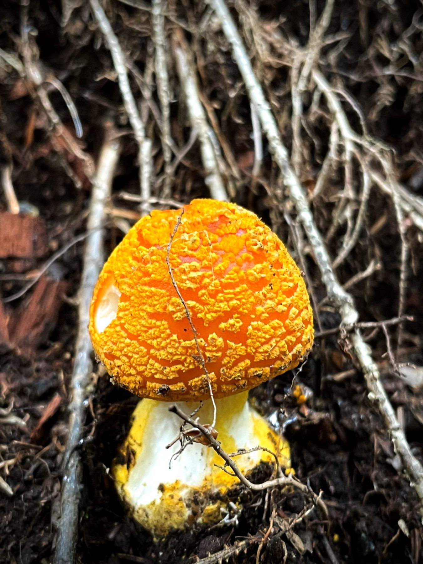 Roodoranje gekleurde paddenstoel, Adirondacks, New York