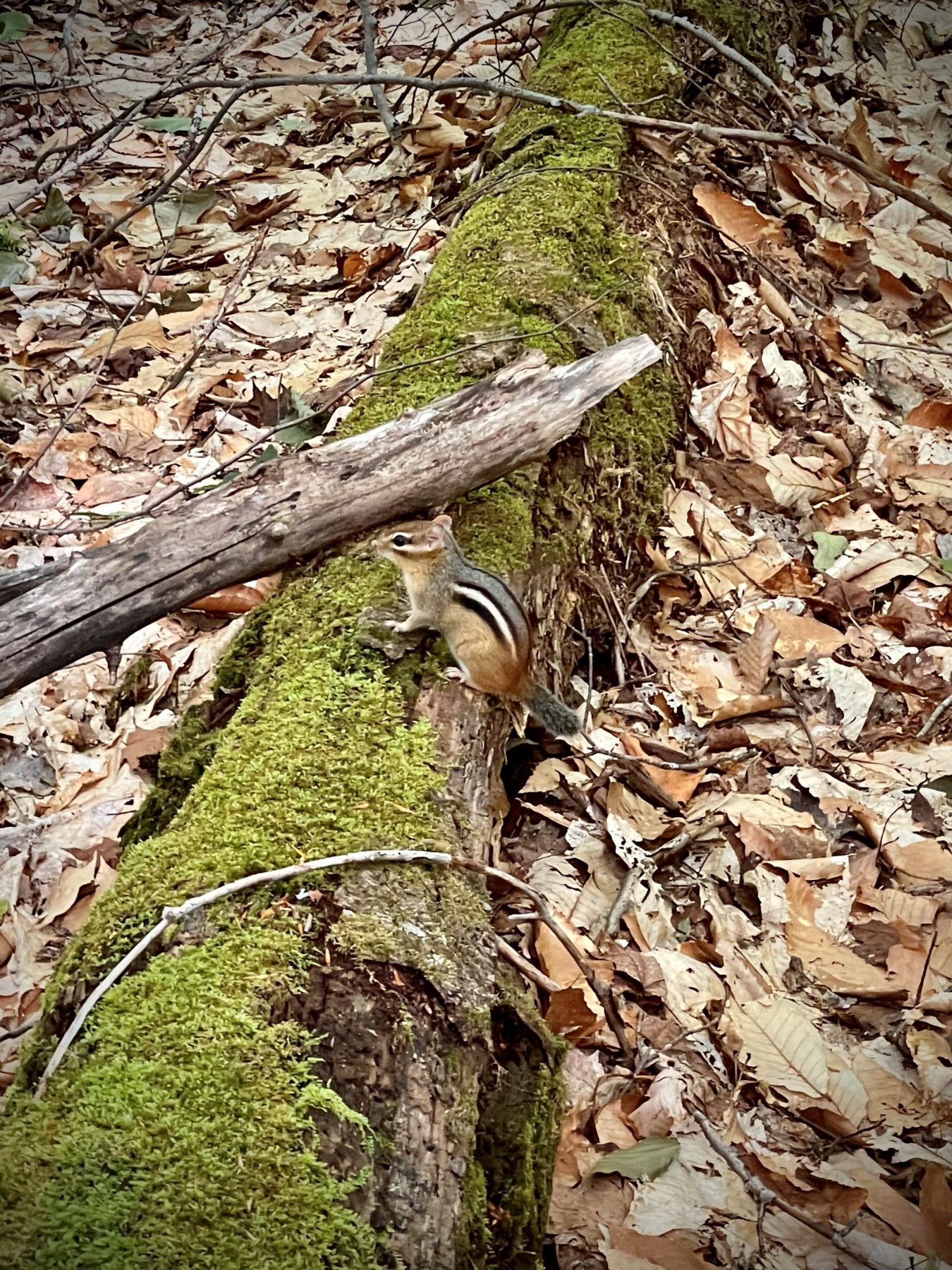 Een vrolijk gestreepte chipmunk in de bossen van de Adirondacks, New York, Verenigde Staten