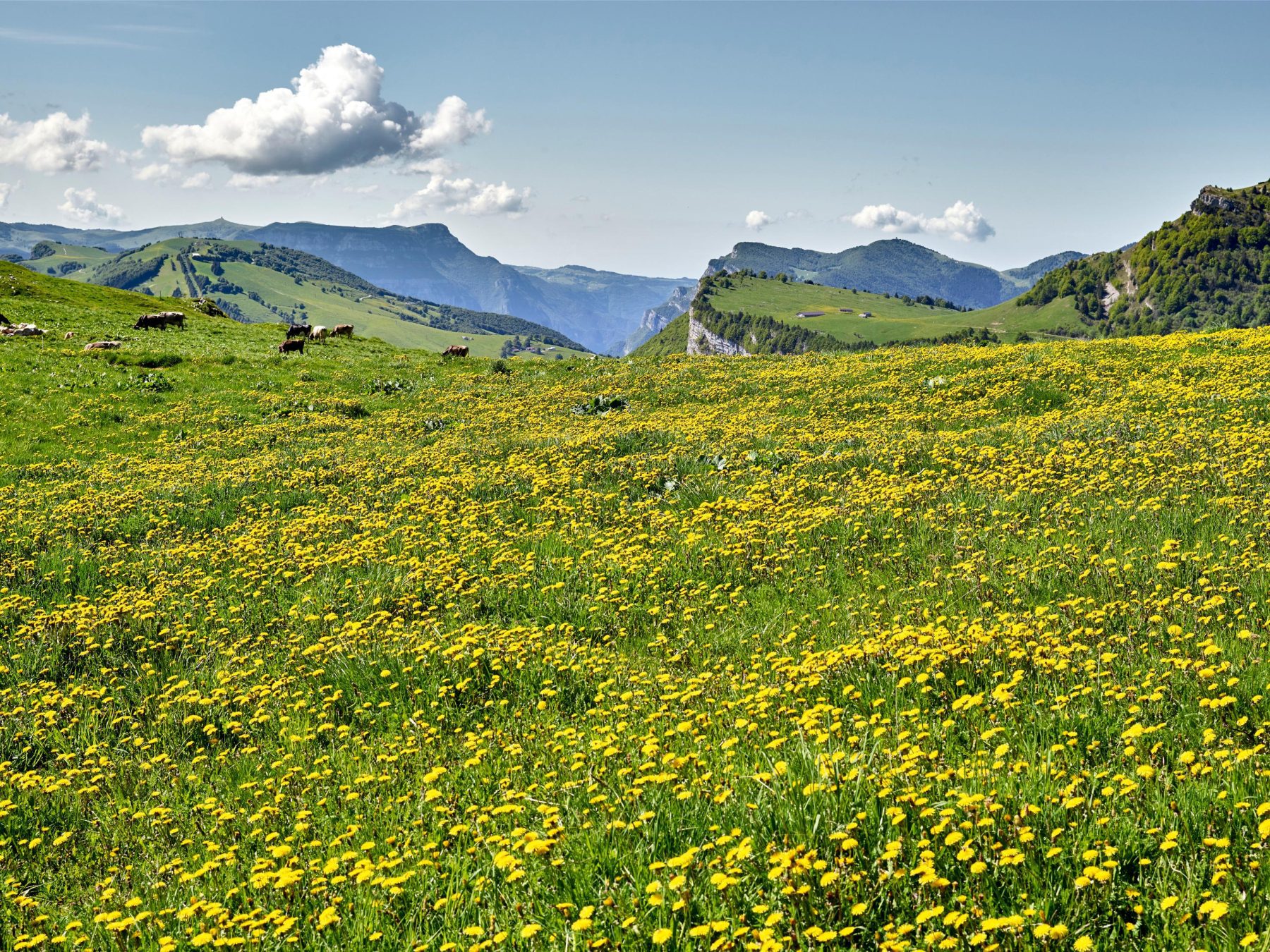 Een prachtig bloemenlandschap tijdens een voorjaarswandeling in Trentino.