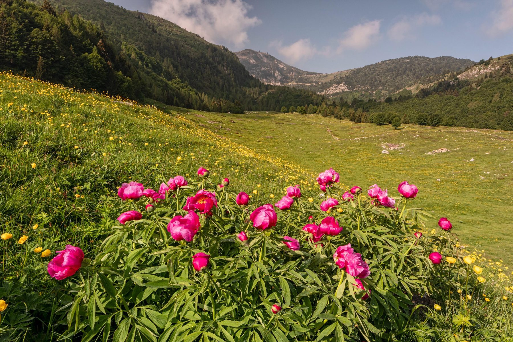 Een uitzicht vol bloemen tijdens een voorjaarswandeling in Trentino.