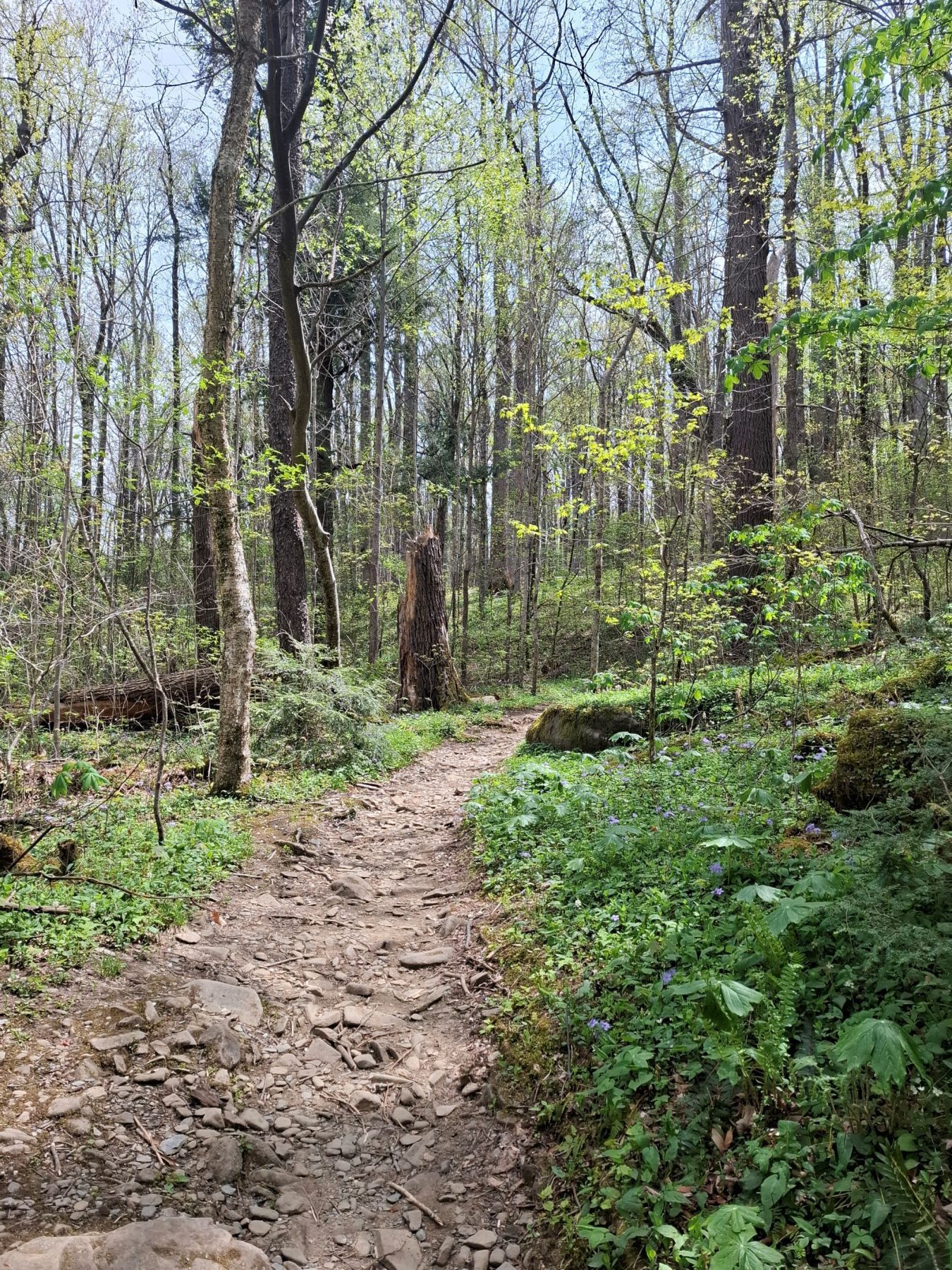 Trillium Gap Trail