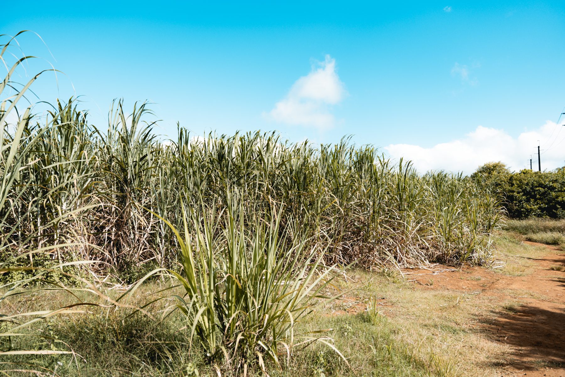 Suikerriet is een van de belangrijkste exportproducten van Maurius