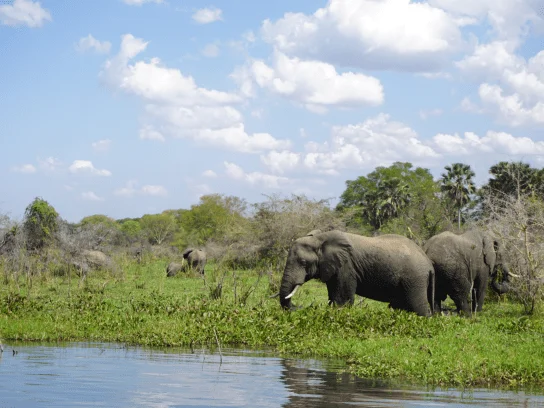 Ga op safari op zoek naar de Big Five in Malawi