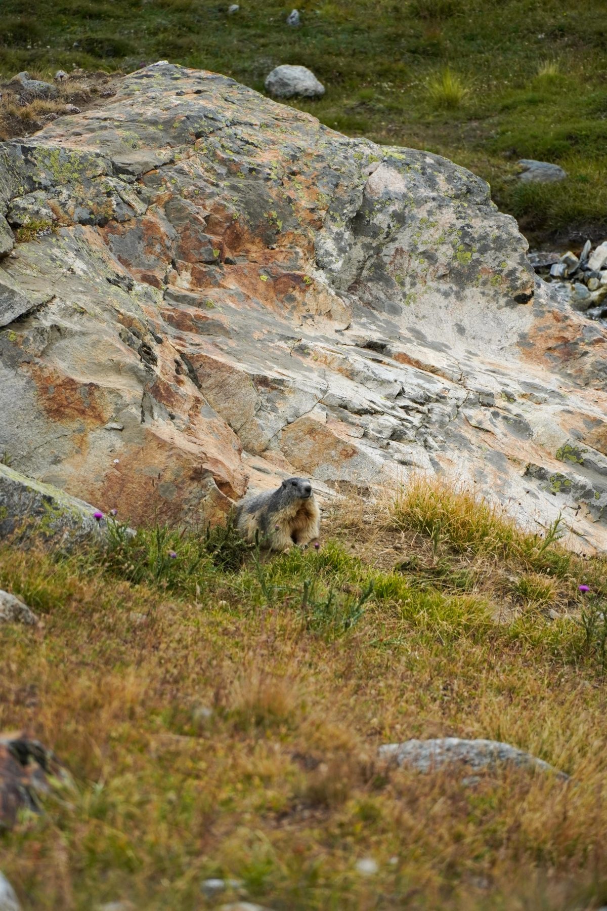 Marmot in Valle d'Aosta