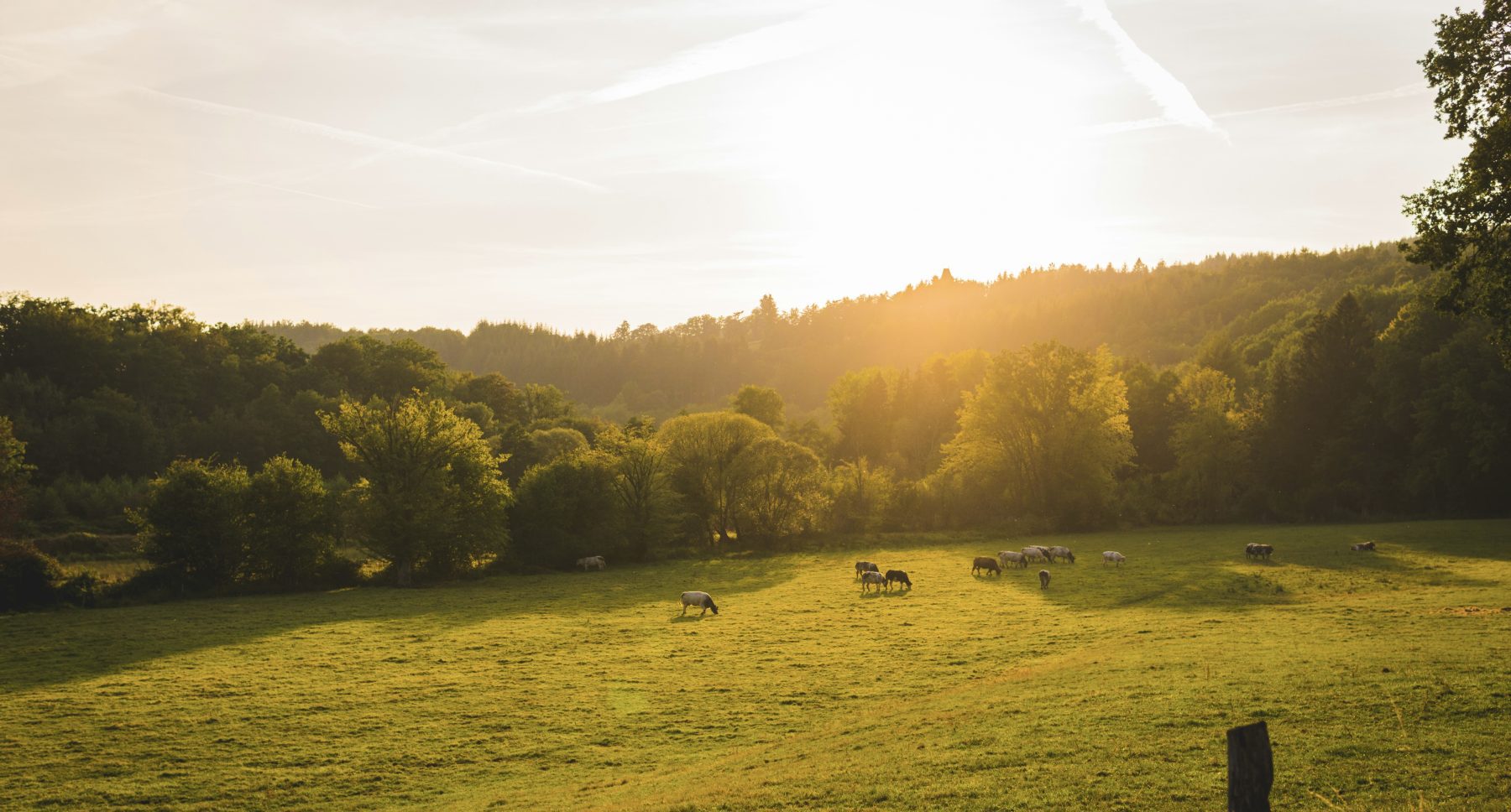 Een natuurlandschap in de Belgische Ardennen, waar sommige van de kanshebbers van Wandelroute van het Jaar 2026 doorheen lopen.