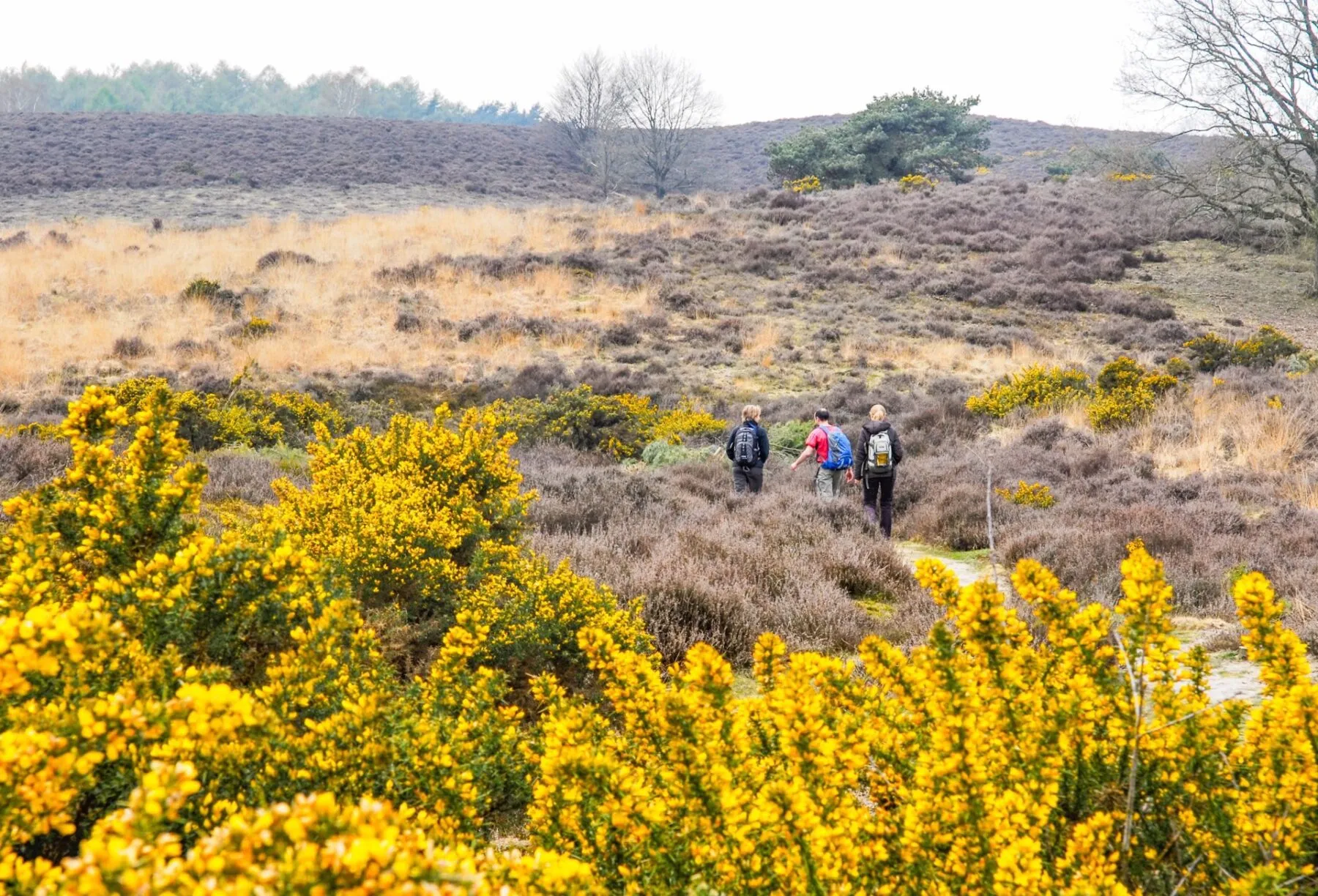 Wandelroute van de Jaar 2026 Veluwe