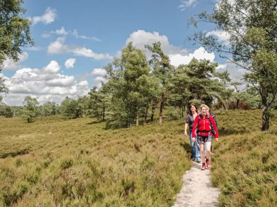Op de flank van de Tonnenberg - Rondom de Veluwe