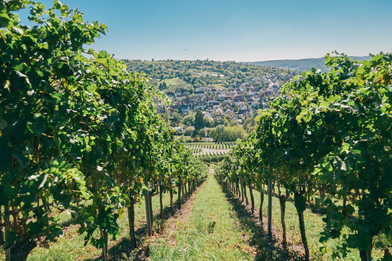 Muehlhausen: Steepslope winegrowing area in the Neckar valley
