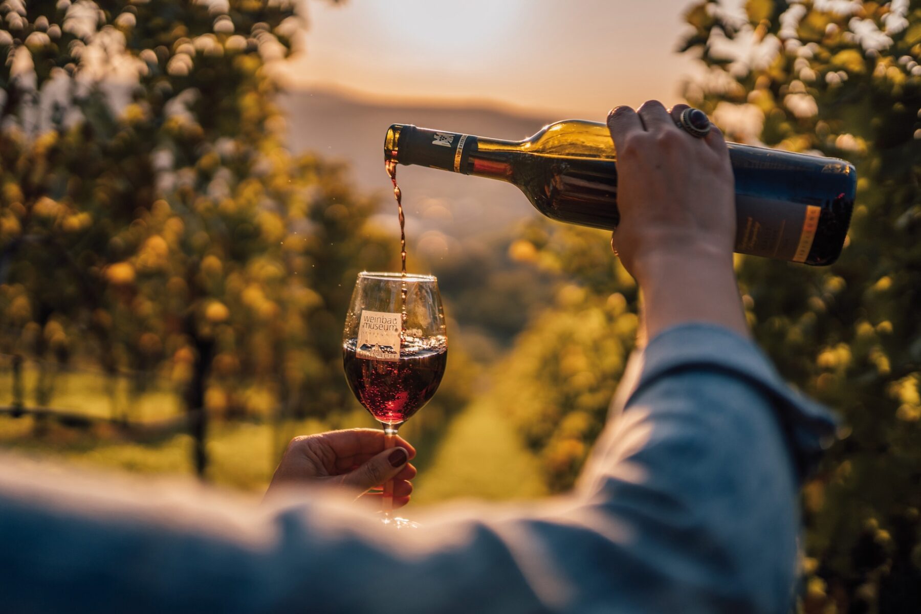 Stuttgart: Wine is poured in the vineyards