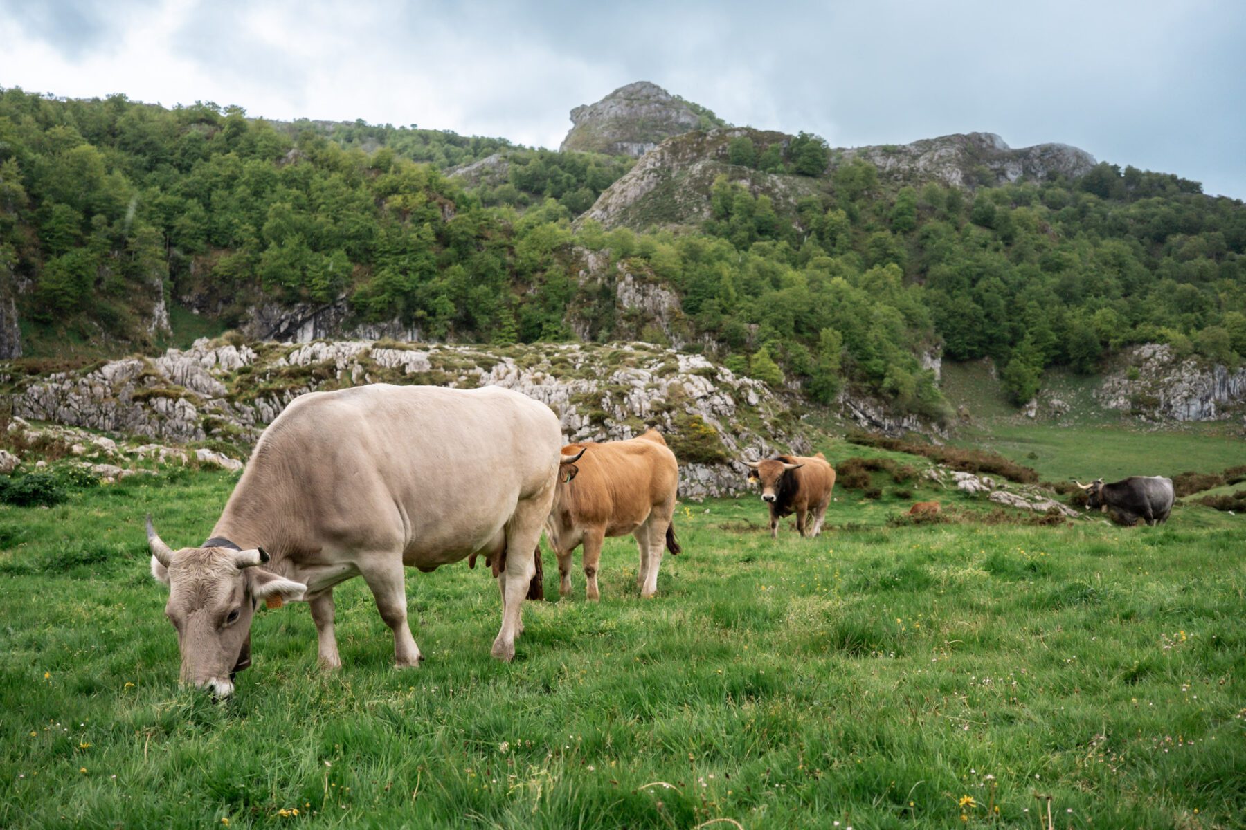 Koeien in Picos de Europa