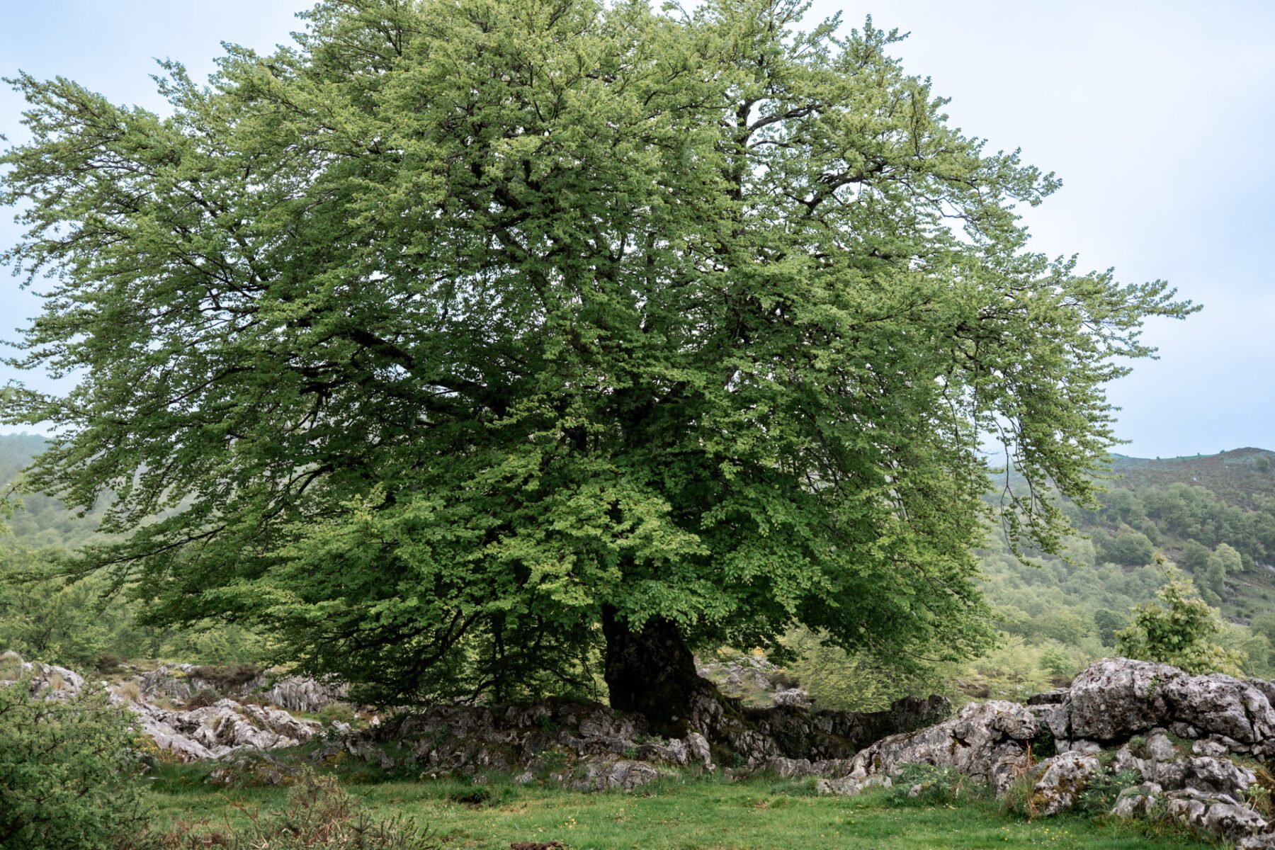 Eik in Picos de Europa, Asturië