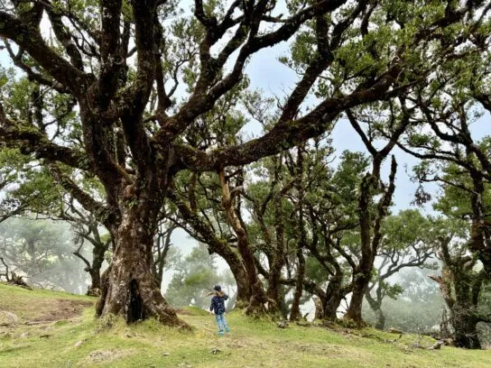 Madeira met kinderen - Fanal forest