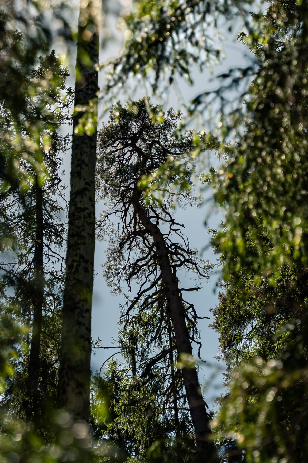 Oude bomen in Norra Kvill National Park 